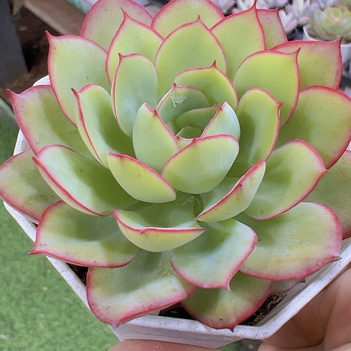 牡丹亭19包邮多肉植物