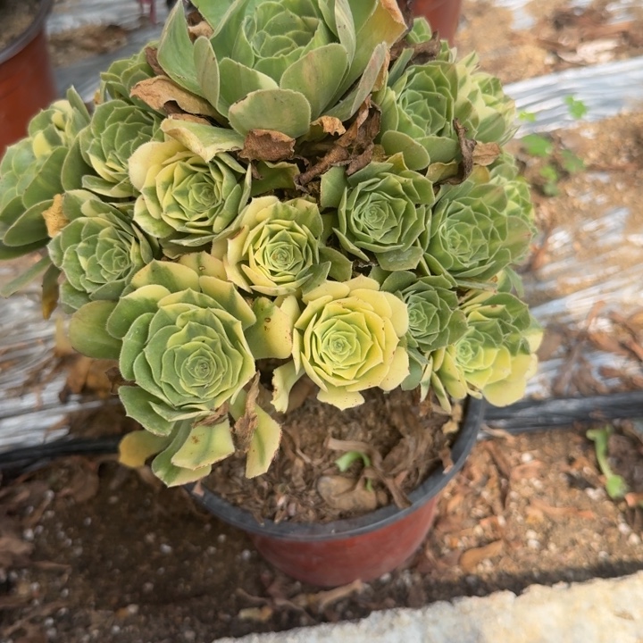 481五彩琉璃 多肉植物