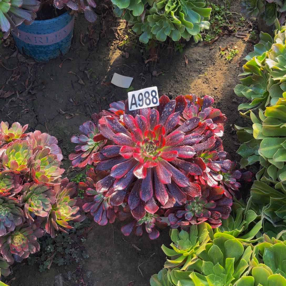 女儿红法师朵朵5-43