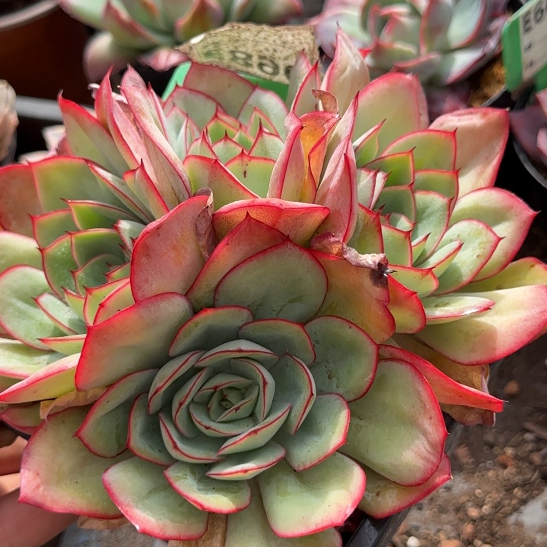 牡丹亭890一物一拍包装收缩花旱