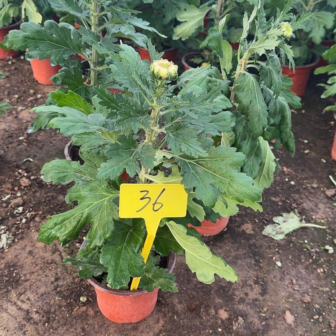 盛***品大部分花苞少量开放36香风