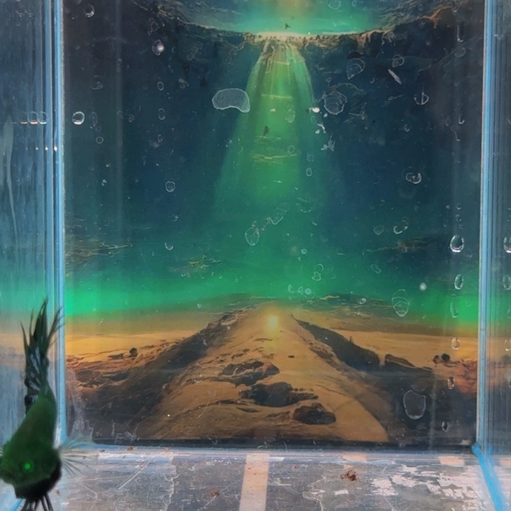 斗鱼就是不一样吧？就是