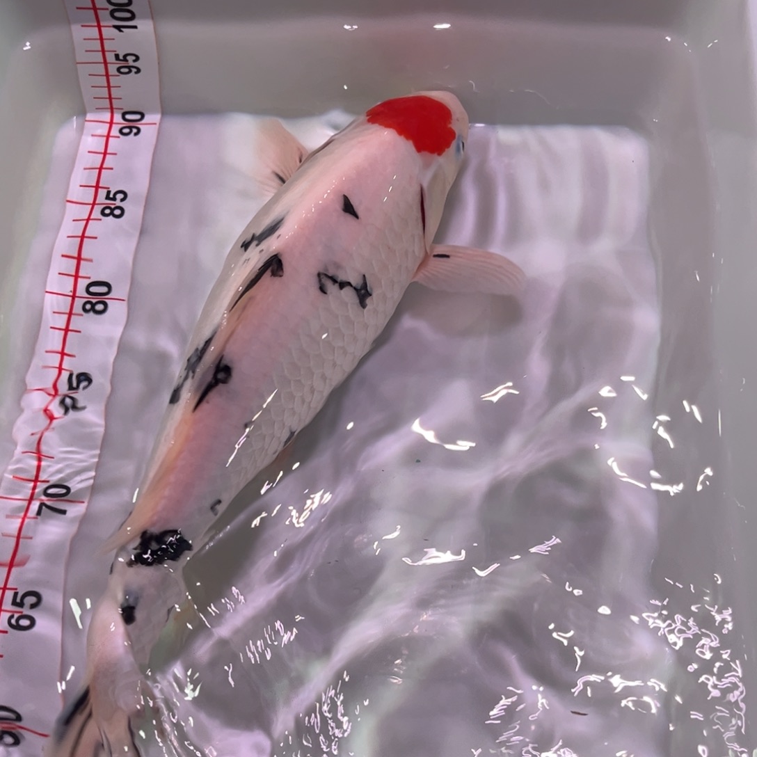 锦鲤锦上锦鲤 666