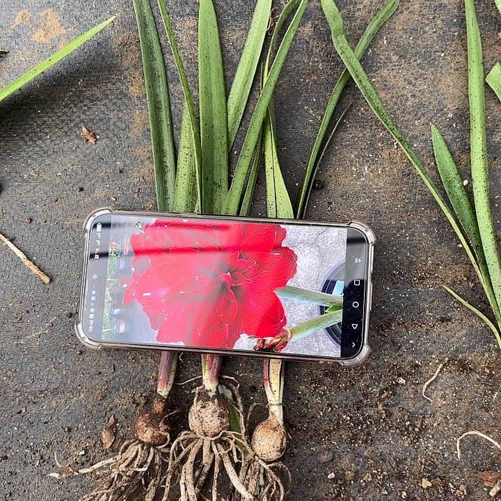 无花朵斯佳丽玲声三个小苗