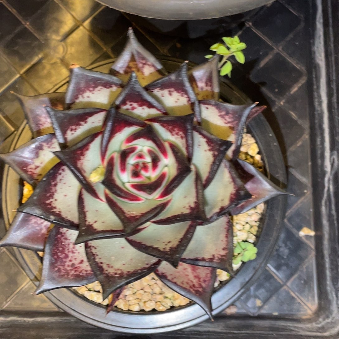 多肉植物一物一拍