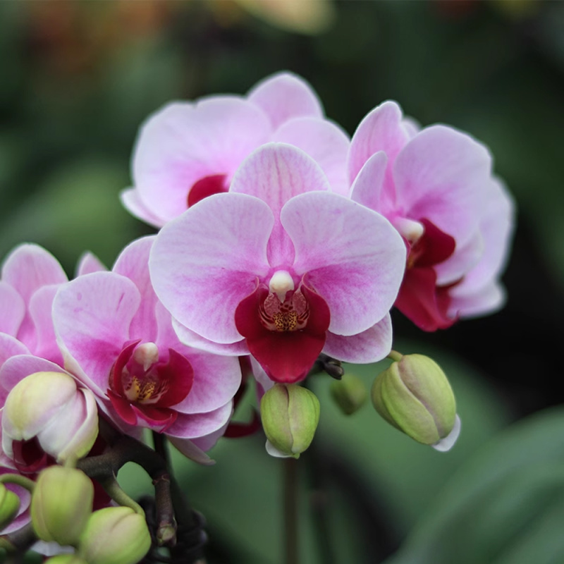 蝴蝶兰[宝贝] （拍满5颗配盆）昆明基地直发 