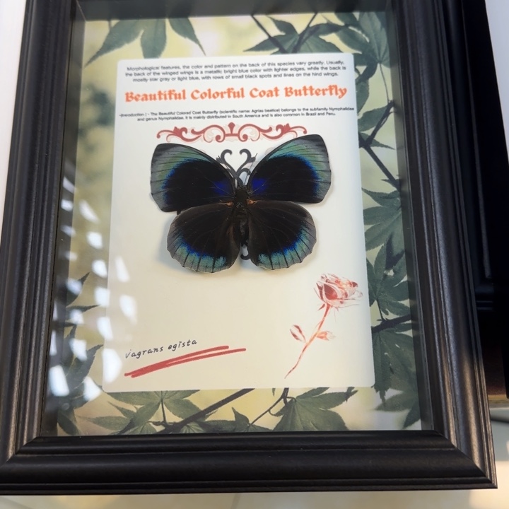 有机玻璃蝴蝶标本蝴蝶标本