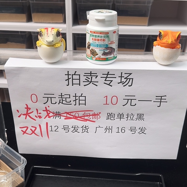 肥尾守宫奥无搞起来！超黑！