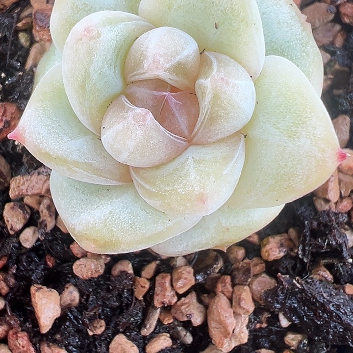 多肉植物一颗一颗1号