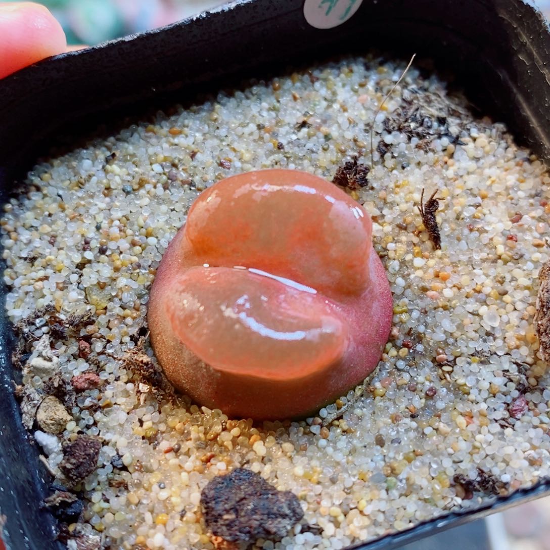 生石花花花花开了637