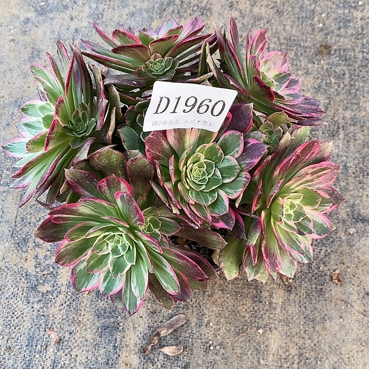 1960万话筒多肉植物