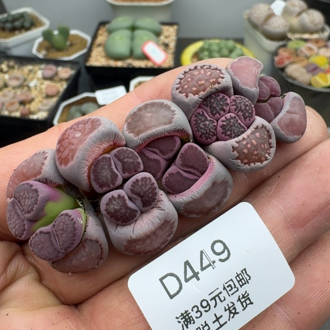 449多肉哈哈哈哈哈