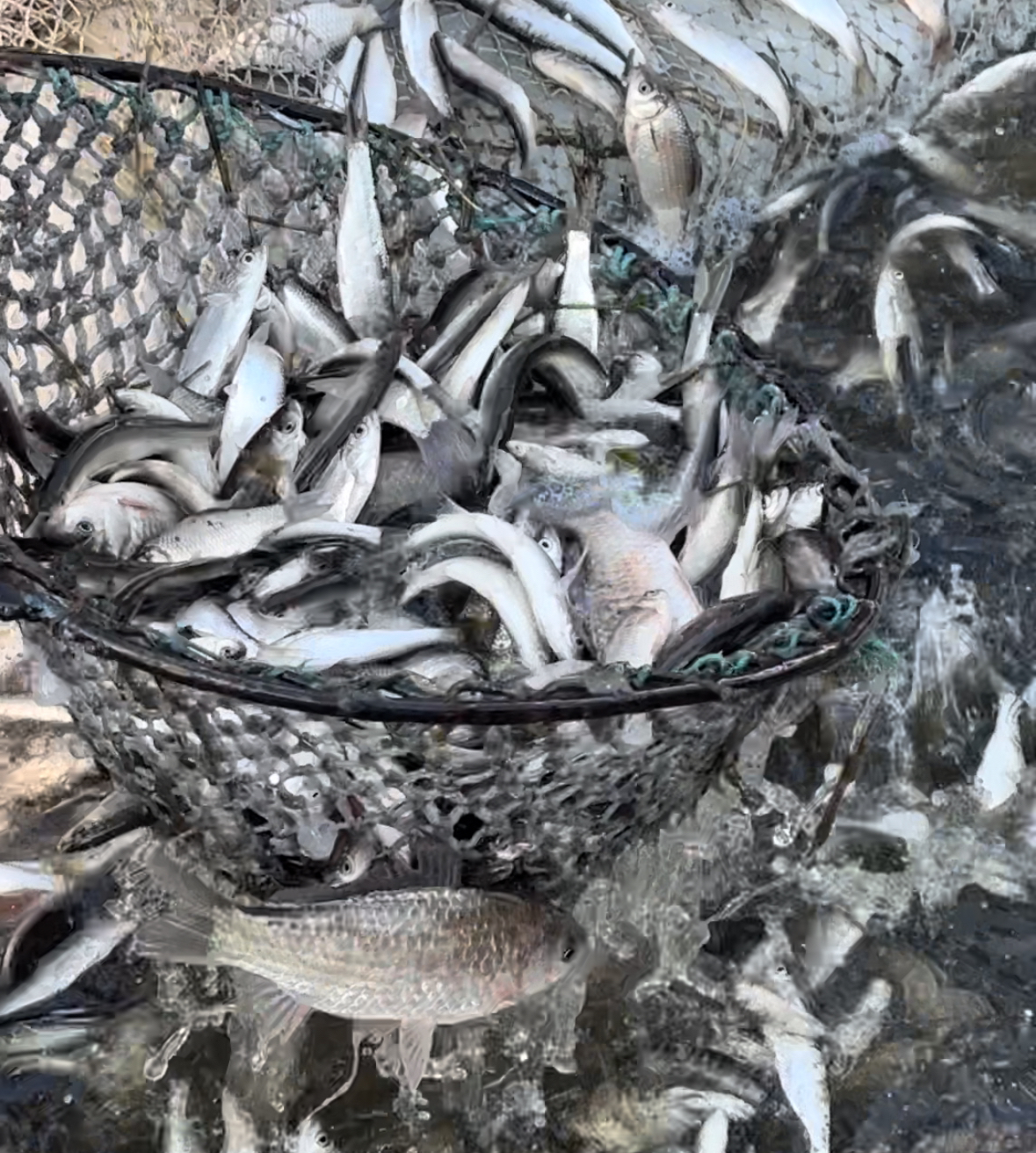 东北野生冷水小杂鱼（小黄鱼  川丁  麦穗等)6斤冷链包邮！