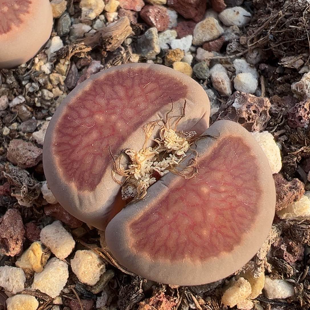 1259 美菊菊福利炸