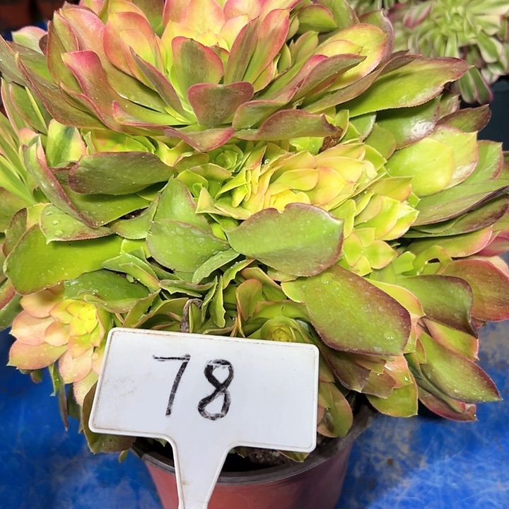 多肉植物亚点哪法师