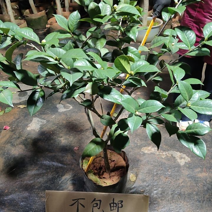 全部花苞原生情人节不包邮