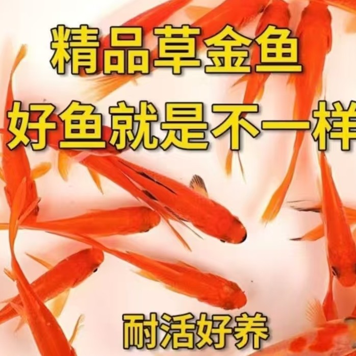 【福利草金鱼】鲜活金鱼观赏鱼耐活可混养冷水鱼3-5厘米