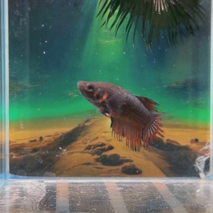 斗鱼哈哈我们一起来一起