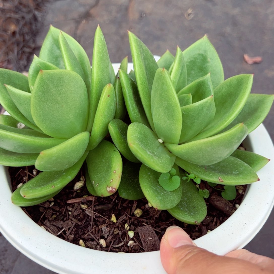 翠花双头多肉植物