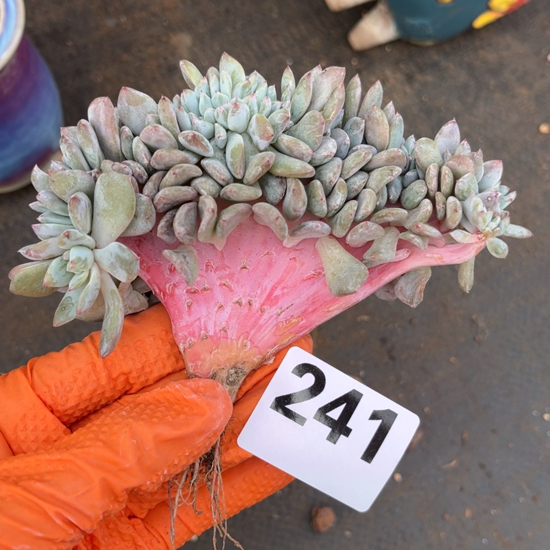 241号新疆西藏内蒙古不包邮