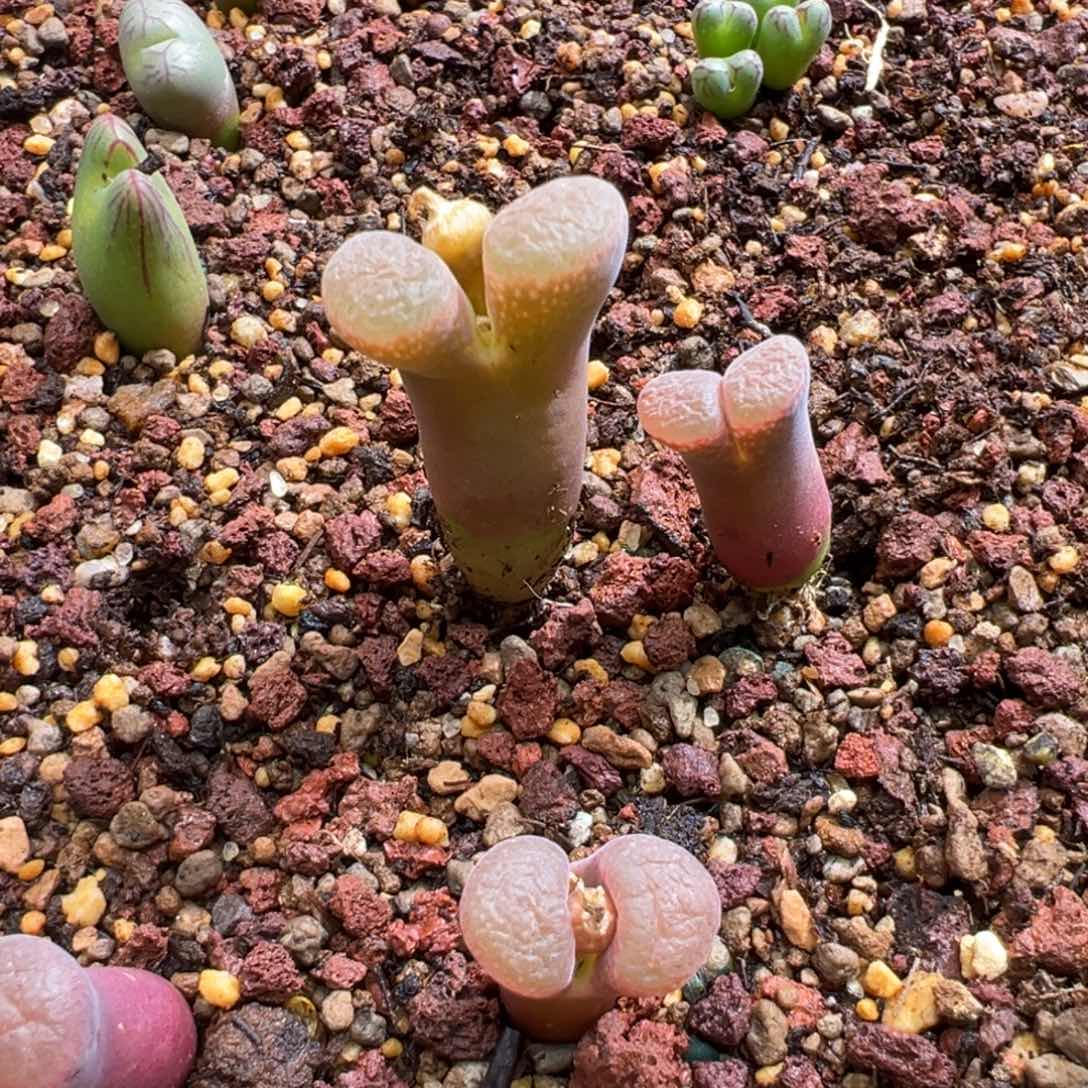 咕**了569。。柏实花园。多肉植物