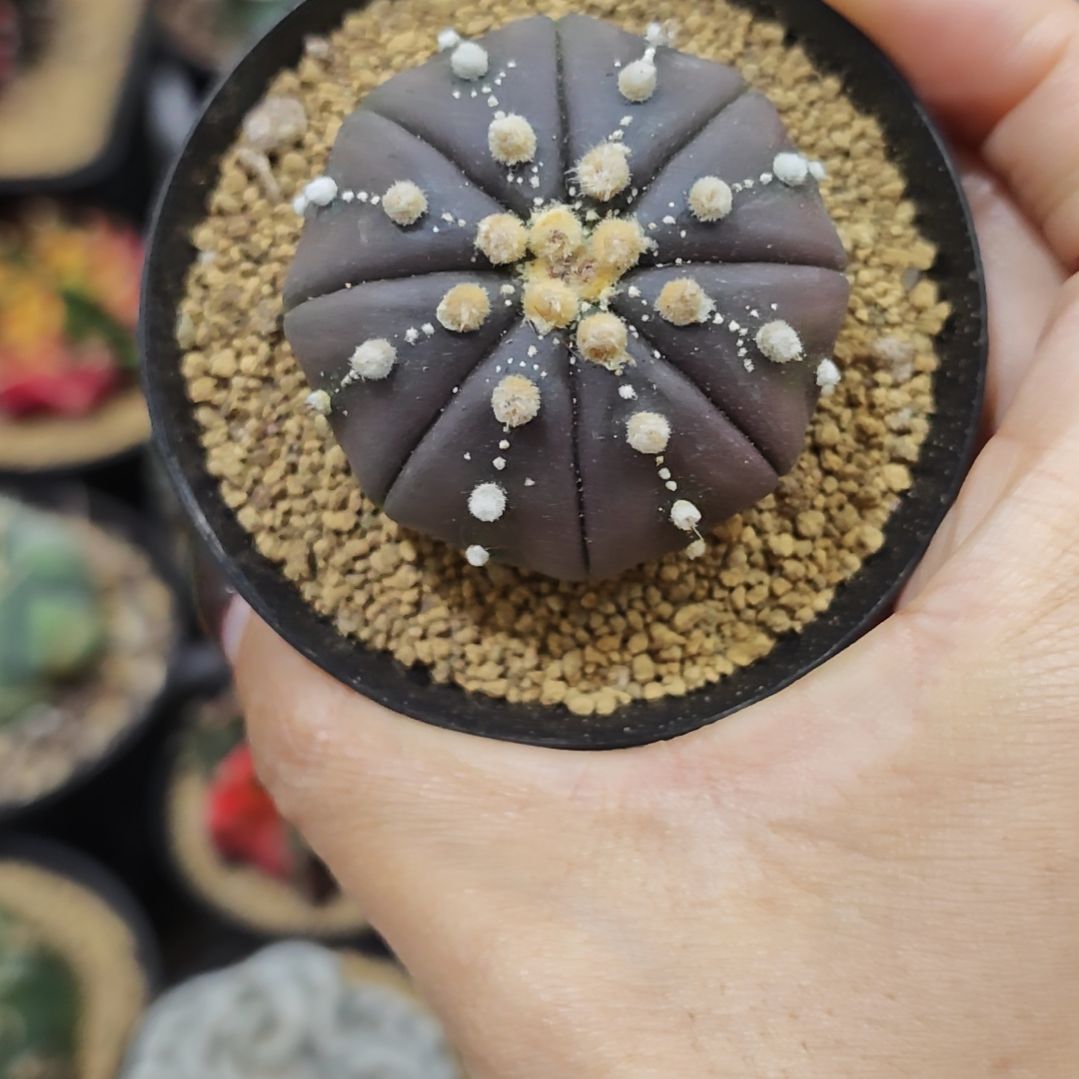 实生根紫皮连线兜