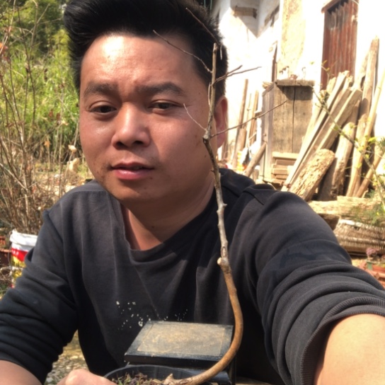 无花朵盆景盆栽（不退不换不包成活率）