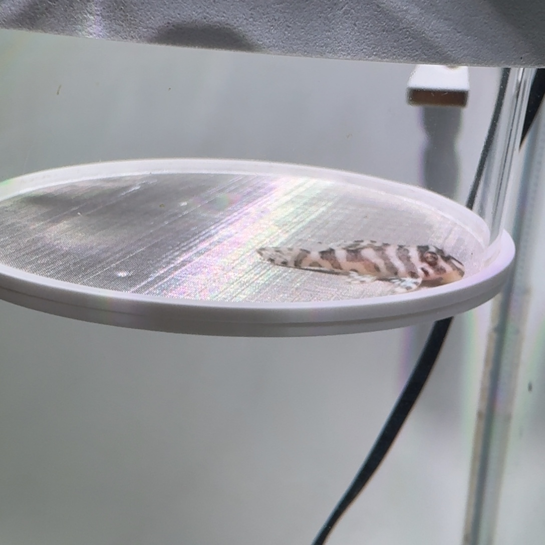 清道夫鱼23号欧系333