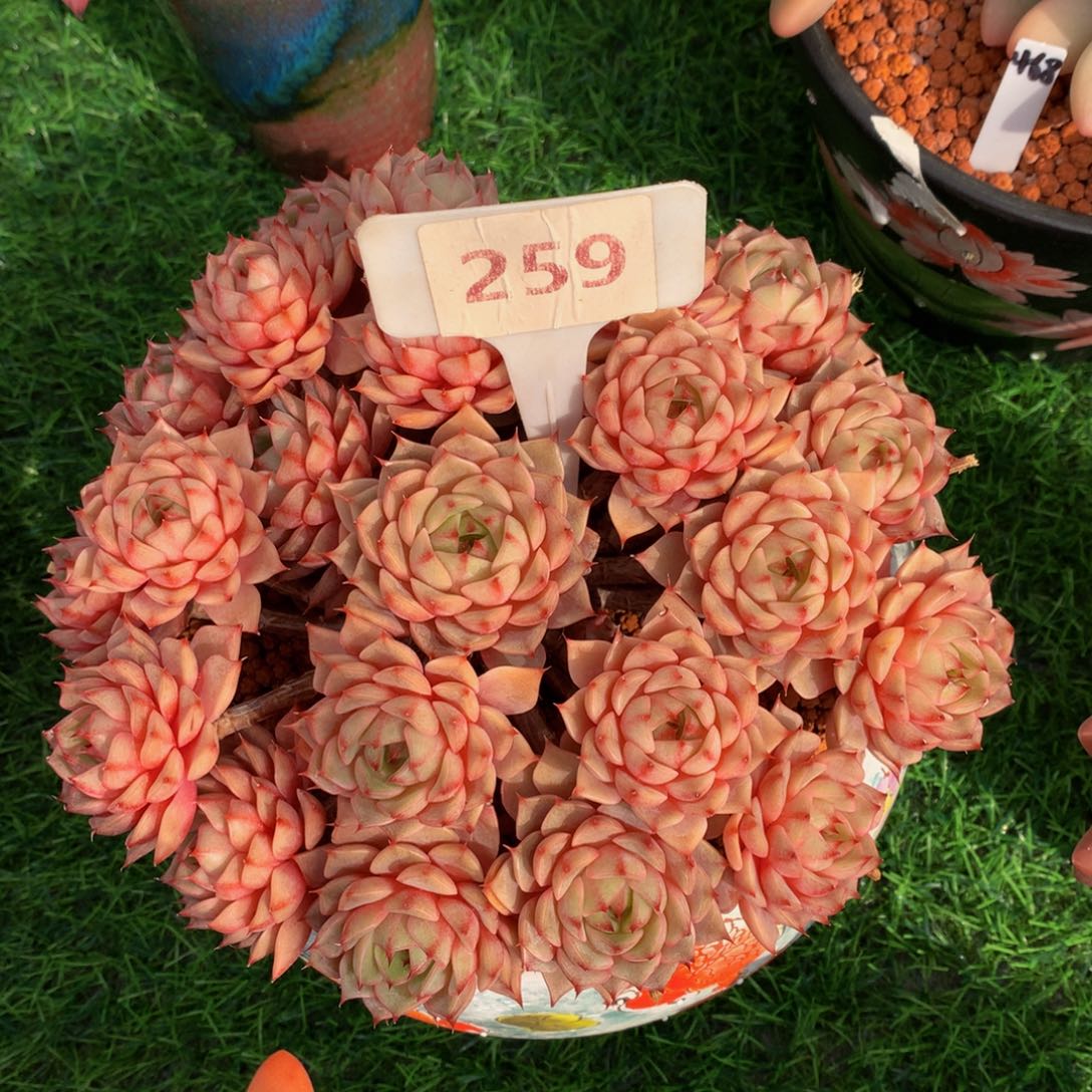 暖****融笨巴蒂斯多肉植物61661