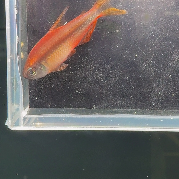 灯科鱼左下缸3厘米超黄有黑点蒙眼一条