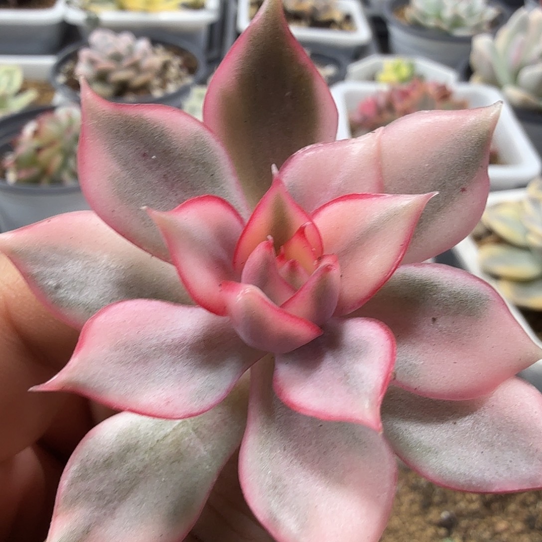 宝莲灯锦头盖  小方花圃一物一拍