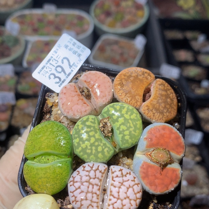 精品生石花313.392