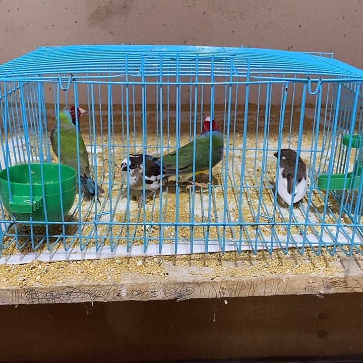 珍珠鸟S****r特价普彩公2只，保姆鸟2只，包活到家