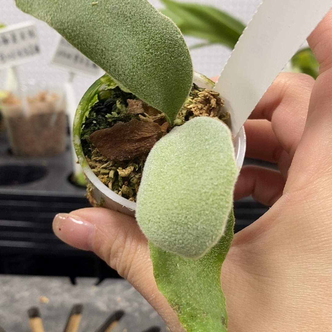 无花朵泰园超白爪