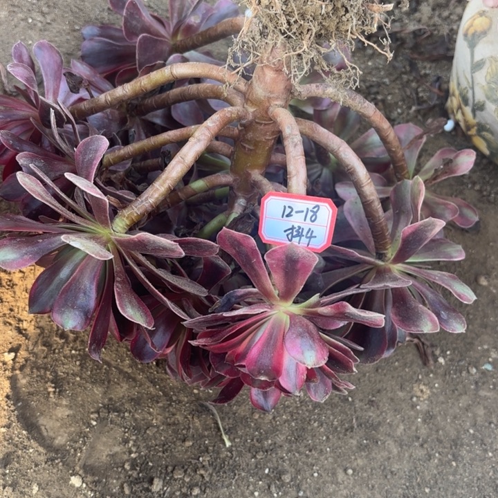 凤冠多肉法师不包损4