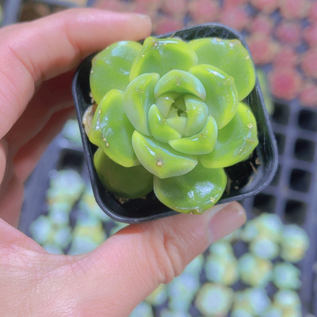 精品珍妮带盆土发满9.9包邮