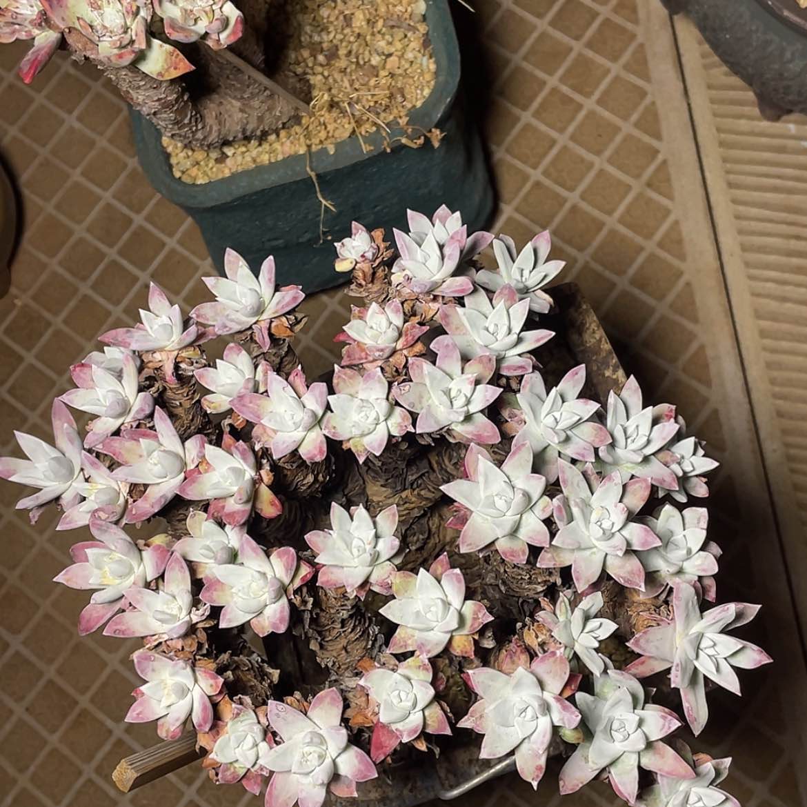 【闪购商品】刘丹白豪