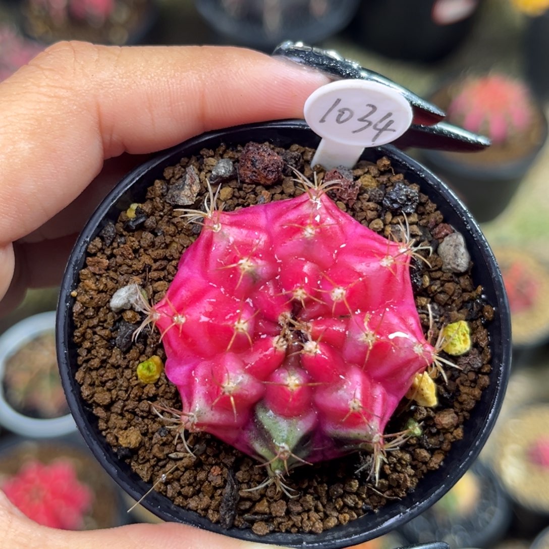 1034    带盆土发货