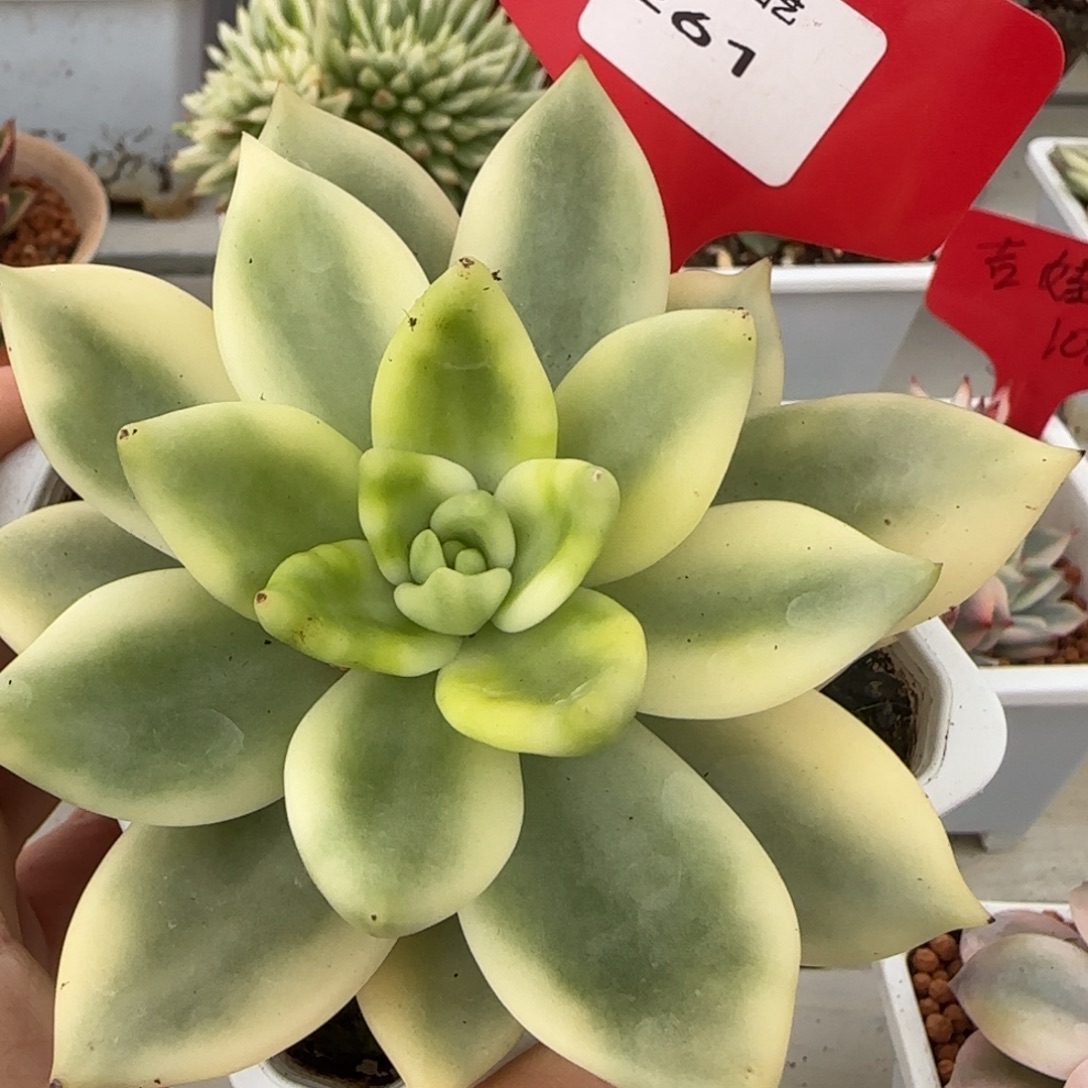 261祝之松锦多肉植物