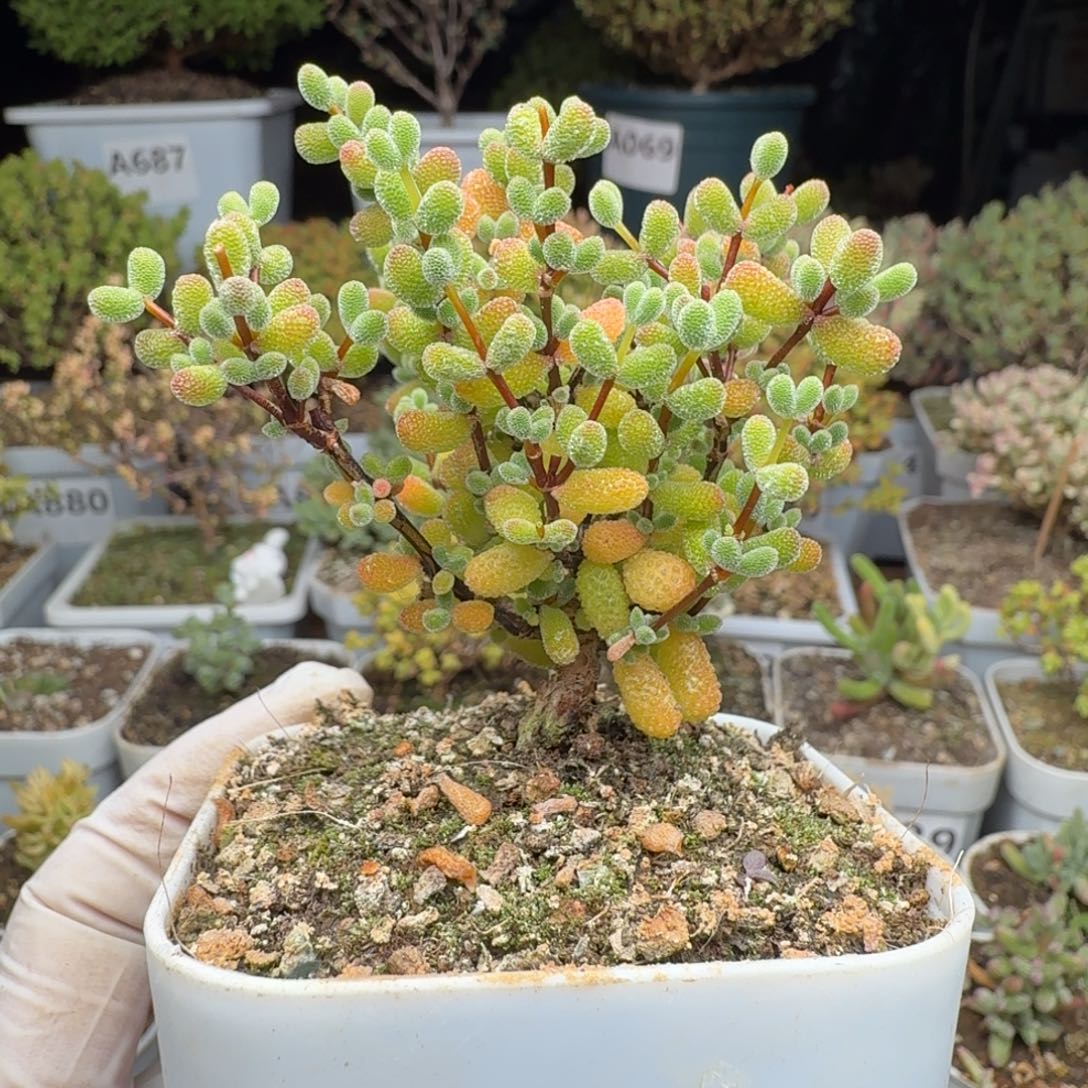 A963翡翠枝干一物一拍