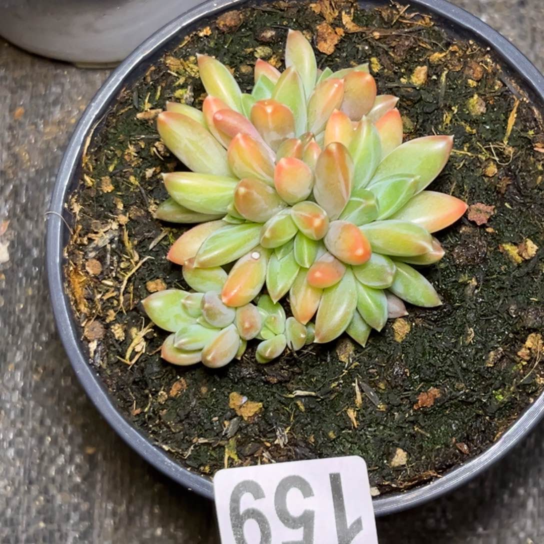 多肉植物莫吉托159