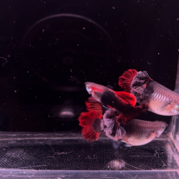 菲***焙孔雀鱼爆绒折扇2对