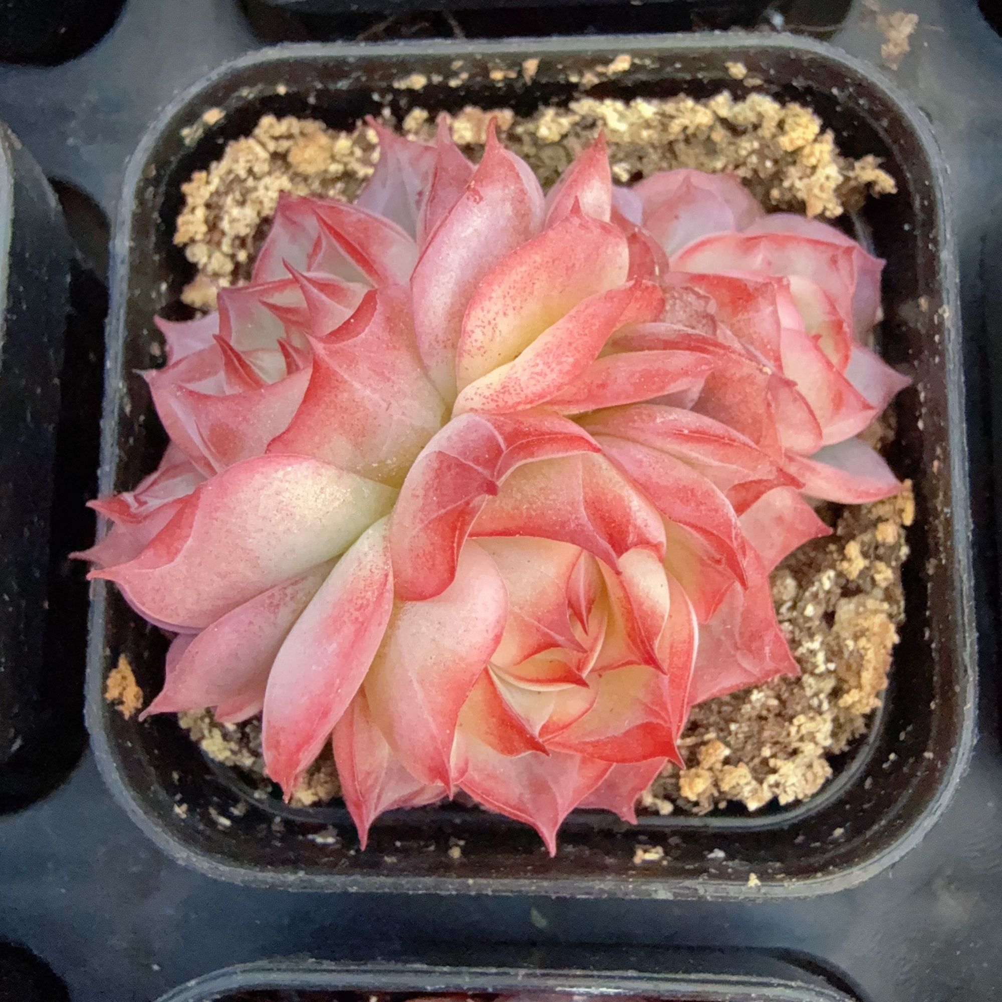 70#粉贝3-4头（3-5cm）带盆土