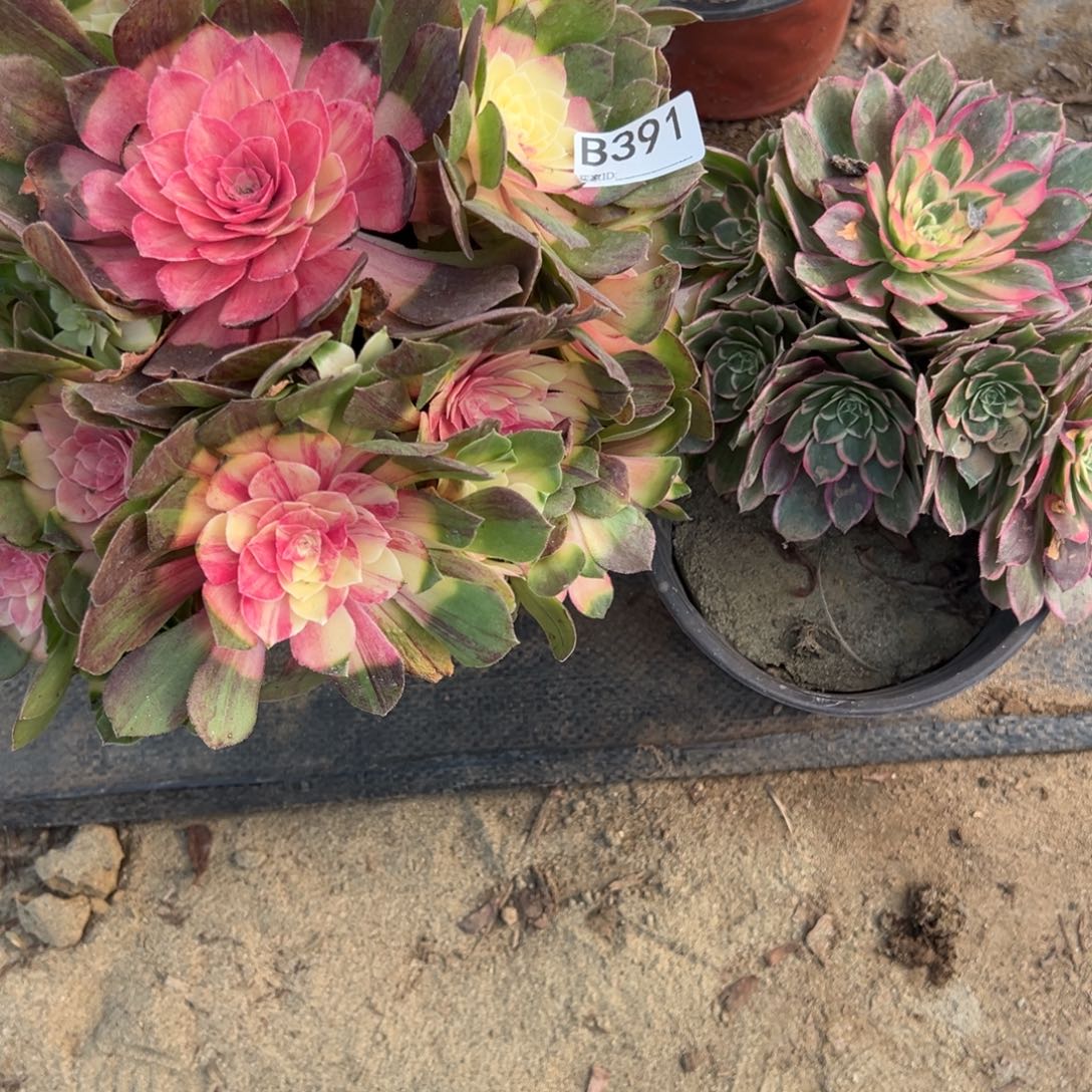 391两颗组合多肉植物法师