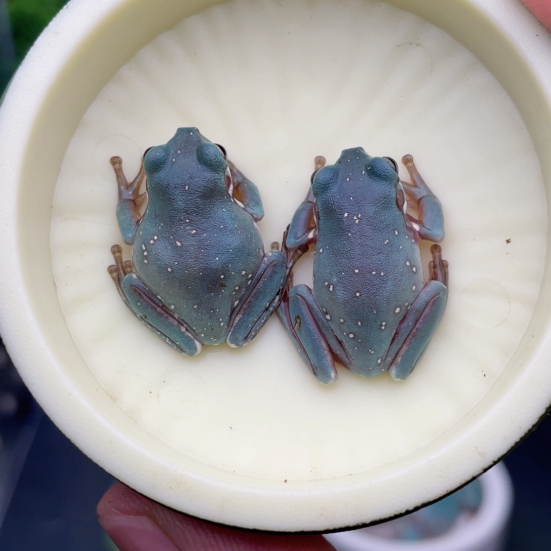 老爷树蛙13号宝石蓝➕孔雀蓝