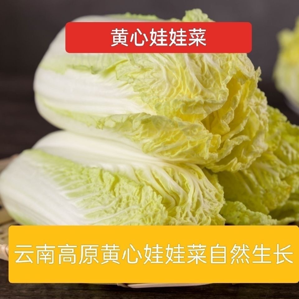 【应季】云南高原露天黄心娃娃菜新鲜现摘时令蔬菜