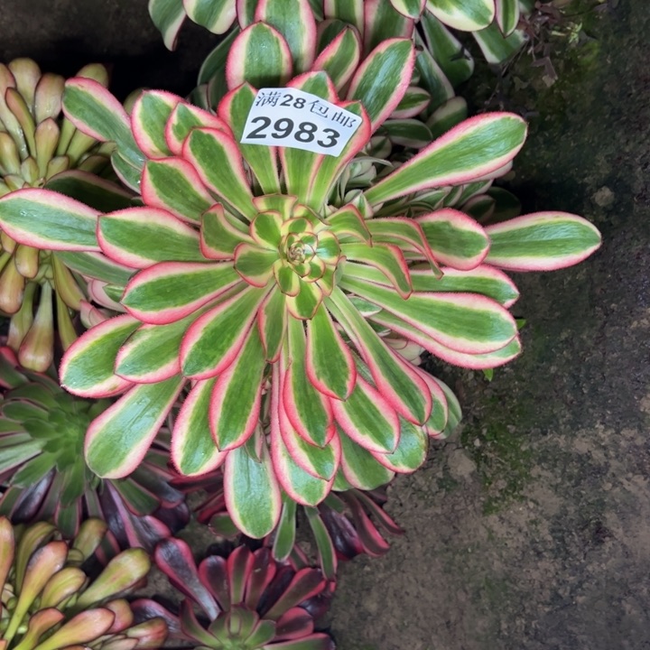 2983南初恋多肉植物