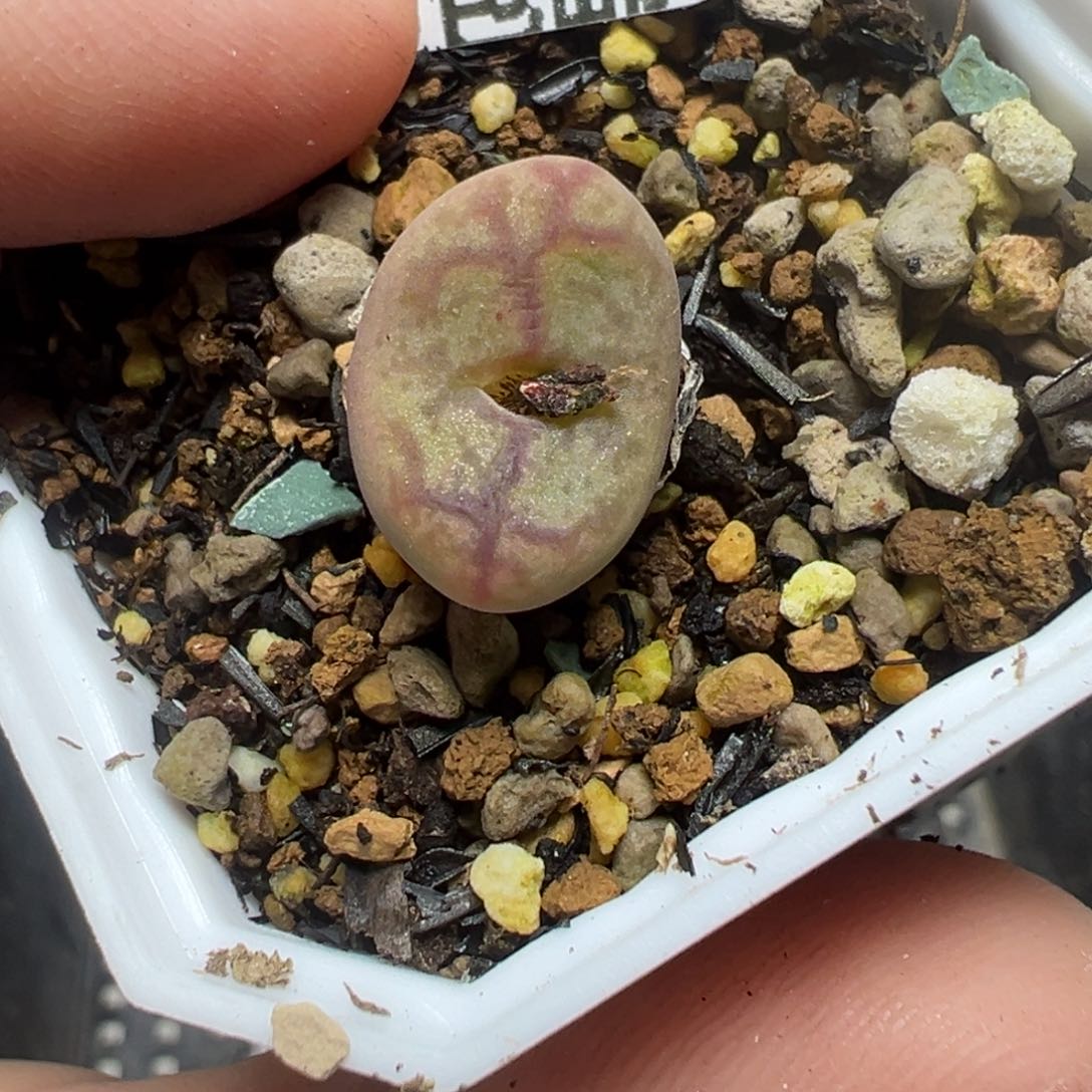 【闪购商品】行****丷1194……