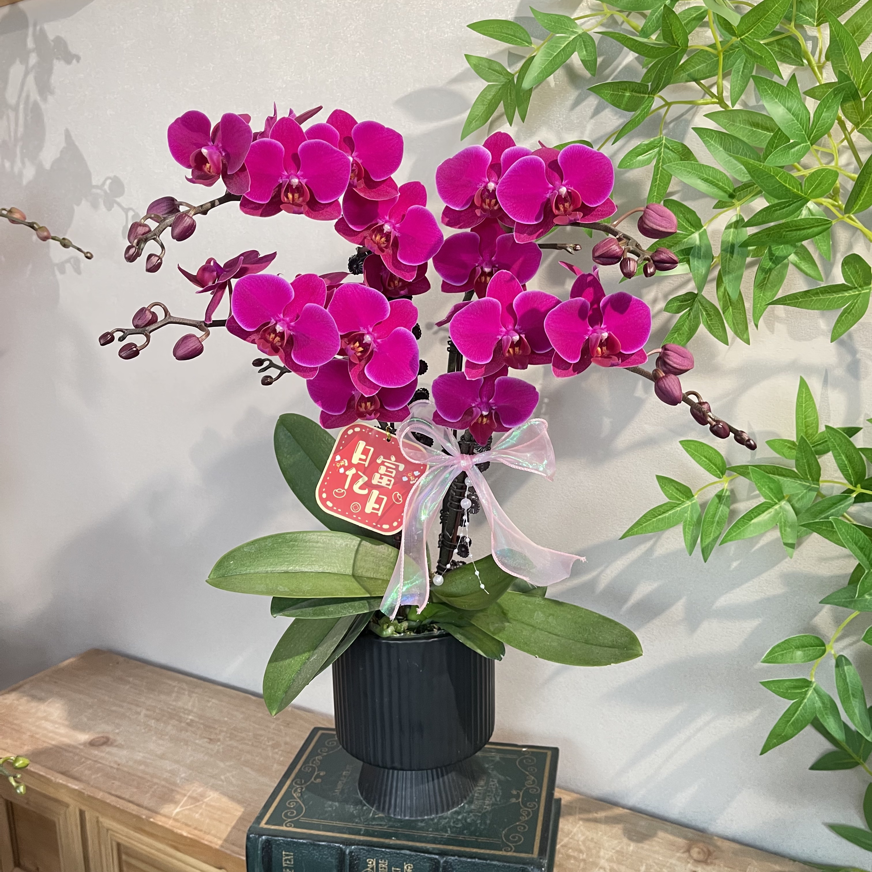 蝴蝶兰《科隆》浓艳馥郁高级感玫红色 苗情优质叶片碧绿 基地直发