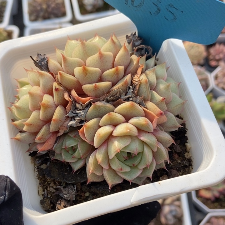 035笨吧多肉植物保护